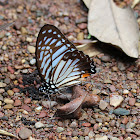 Great Zebra