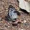 Great Zebra