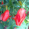 Sleeping Hibiscus