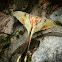 luna moth