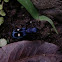 Tiger beetle