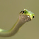 Rough green snake