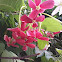 Rangoon Creeper