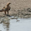 Tawny Eagle