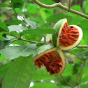 Stemmadenia grandiflora fruit