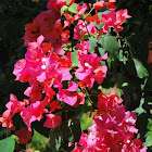 Bougainvillea