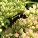 Potter Wasp