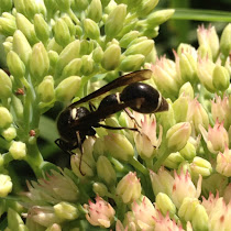 Pollinators of Virginia