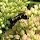 Pollinators of Virginia