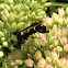 Potter Wasp