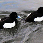 Tufted Duck / Porrón moñudo