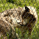 Eastern Timber Wolf