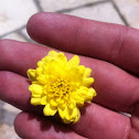 Yellow Mum