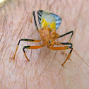 assassin bug