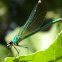 Damselfly