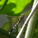 Green Marsh Hawk