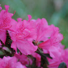 Flowering Azaleas