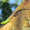 Emerald Green Tree Skink