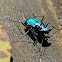 Six-Spotted Tiger Beetle