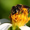 Sweat bee