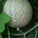 Cantaloupe