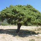 Ginebro de Miramont (Sigüés)