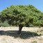 Ginebro de Miramont (Sigüés)