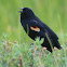Red-winged blackbird