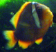 Vendo Mi Pecera Marina De 1000 Litros Peces