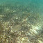 Yellowfin Mojarra
