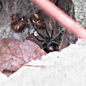 Spider - Black Widow