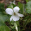 Common dog violet - white