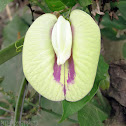 Butterfly Pea