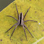 Nursery Web Spider