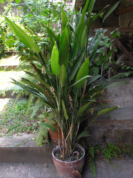 Spotting Image 1
