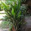 Lance Dracaena