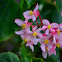 Begonia