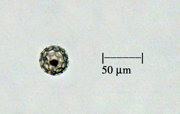 Spotting Image 1