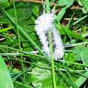 Halesidota Caryae caterpillar moth