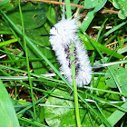 Halesidota Caryae caterpillar moth