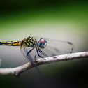 Blue Dasher (female)