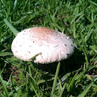 green spored parasol