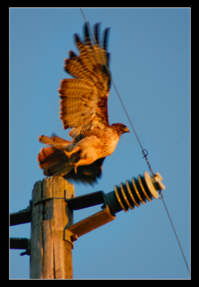 Spotting Image 1