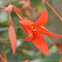 Begonia