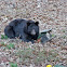 American black bear