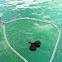 Sea Hare? (Slug)