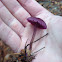 Amethyst Deceiver