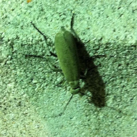 Spotting Image 1