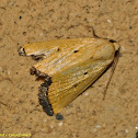 Black-bordered Lemon Moth
