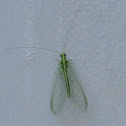 Green Lacewing